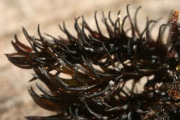 Image of Roth's andreaea moss