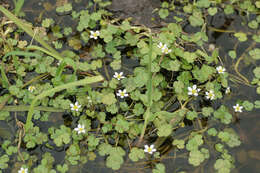 Ranunculus omiophyllus Ten.的圖片