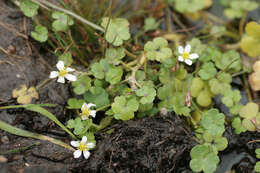 Ranunculus omiophyllus Ten.的圖片