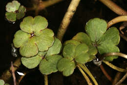 Ranunculus omiophyllus Ten.的圖片