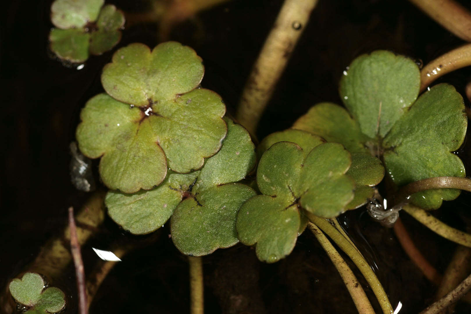 Ranunculus omiophyllus Ten.的圖片