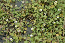 Ranunculus omiophyllus Ten.的圖片