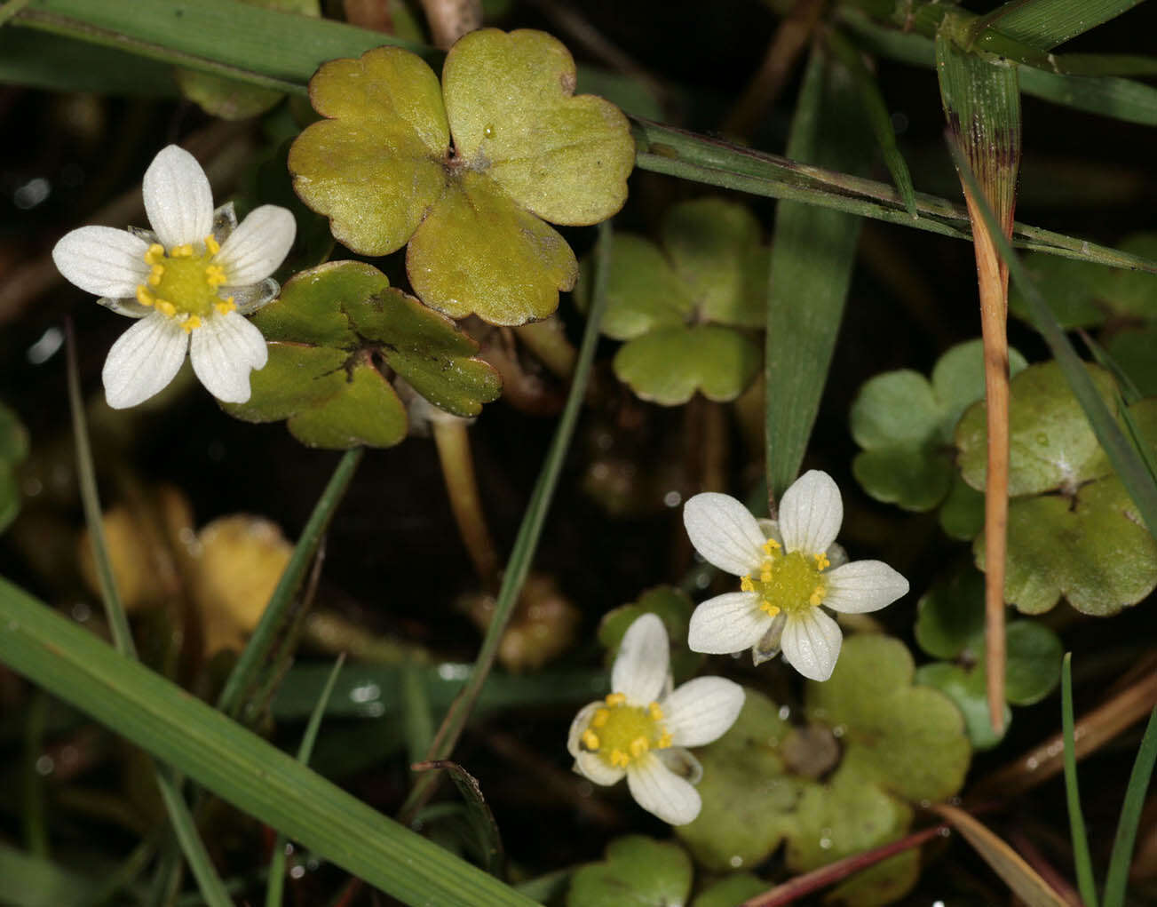 Ranunculus omiophyllus Ten.的圖片