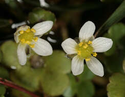 Ranunculus omiophyllus Ten.的圖片