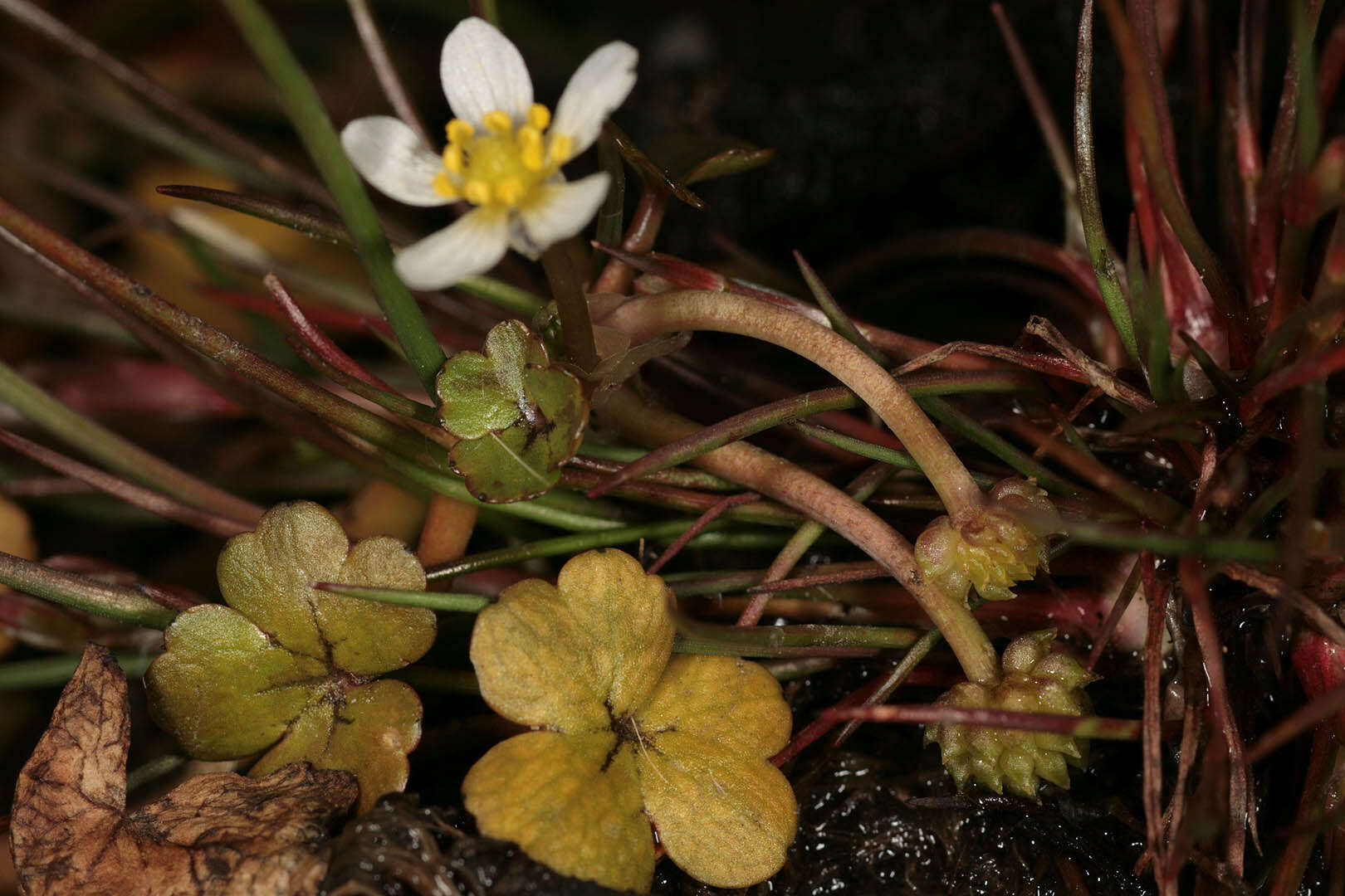 Ranunculus omiophyllus Ten.的圖片