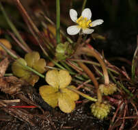 Ranunculus omiophyllus Ten.的圖片