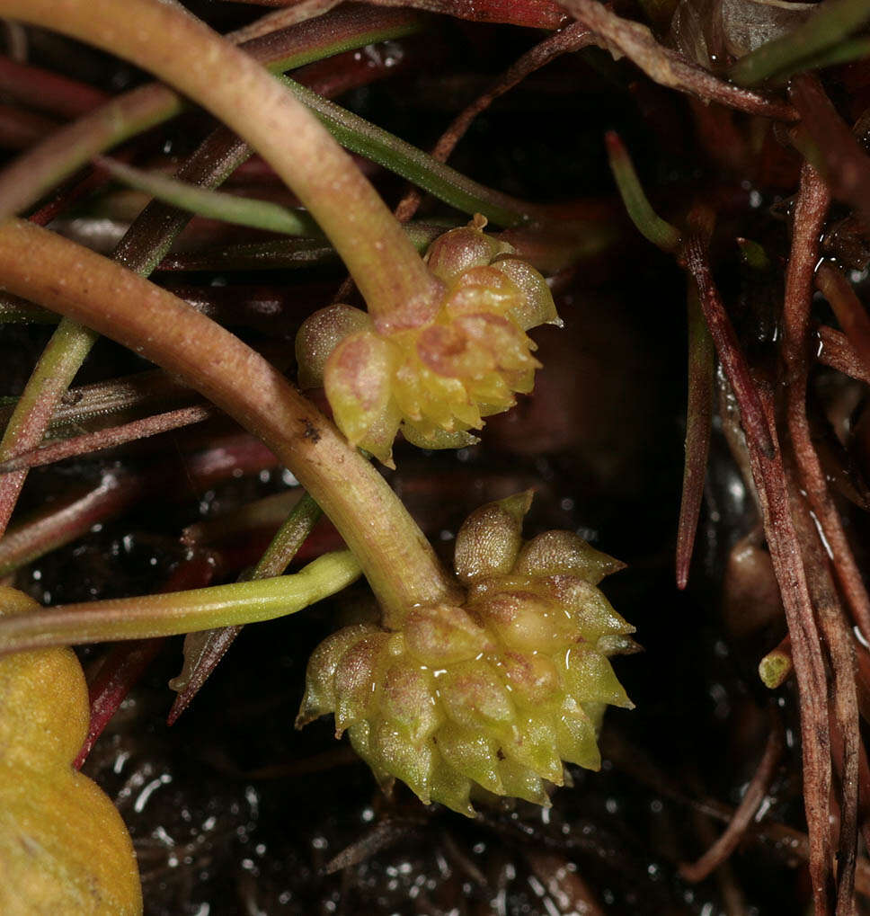 Ranunculus omiophyllus Ten.的圖片