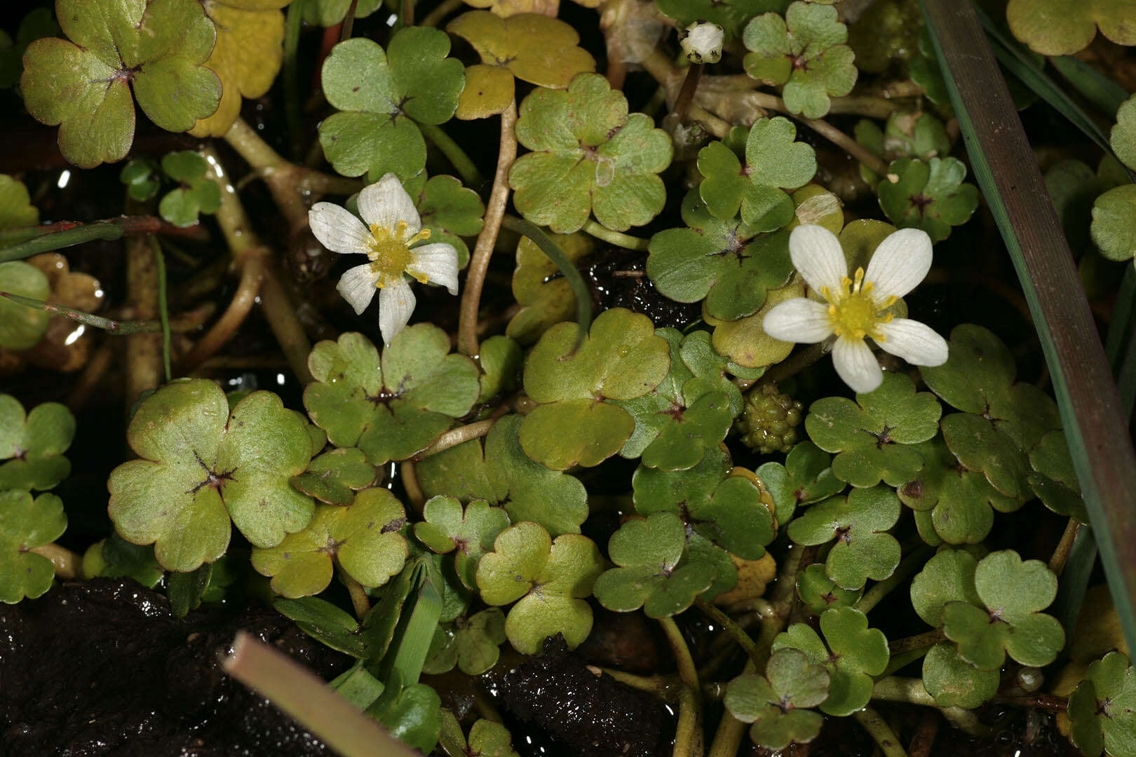 Ranunculus omiophyllus Ten.的圖片