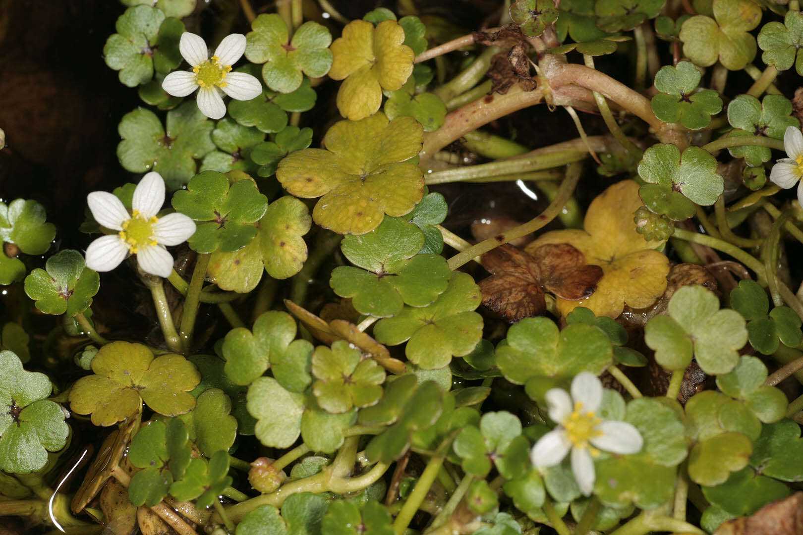 Ranunculus omiophyllus Ten.的圖片