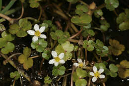 Ranunculus omiophyllus Ten.的圖片