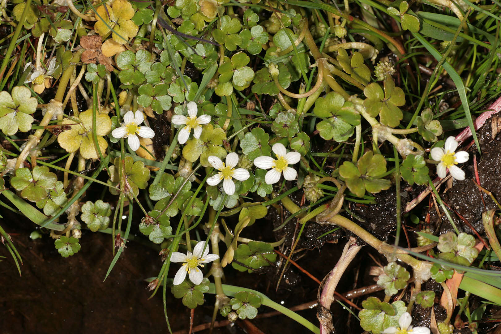 Image of Ranunculus omiophyllus Ten.