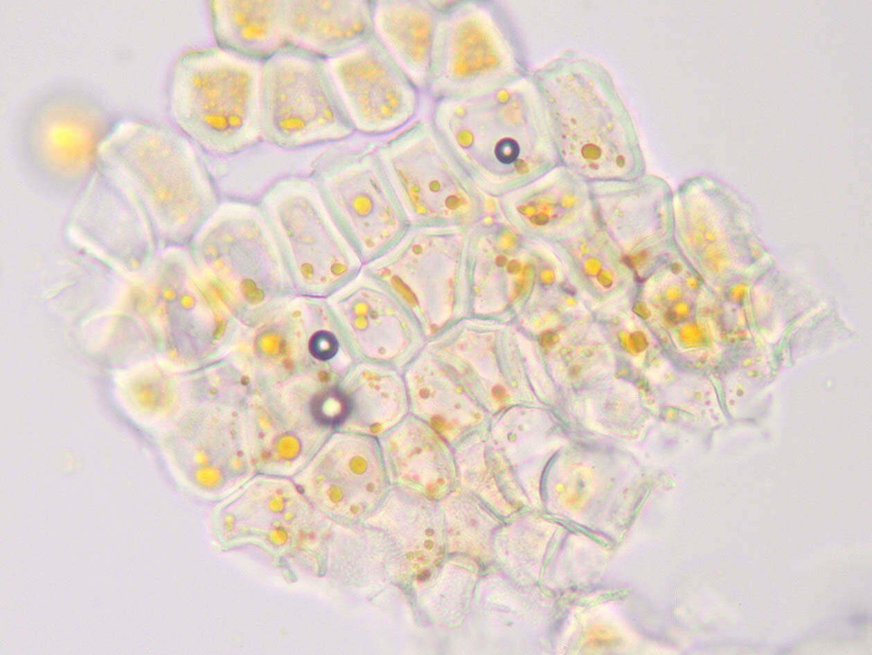 Imagem de Puccinia commutata P. Syd. & Syd. 1902