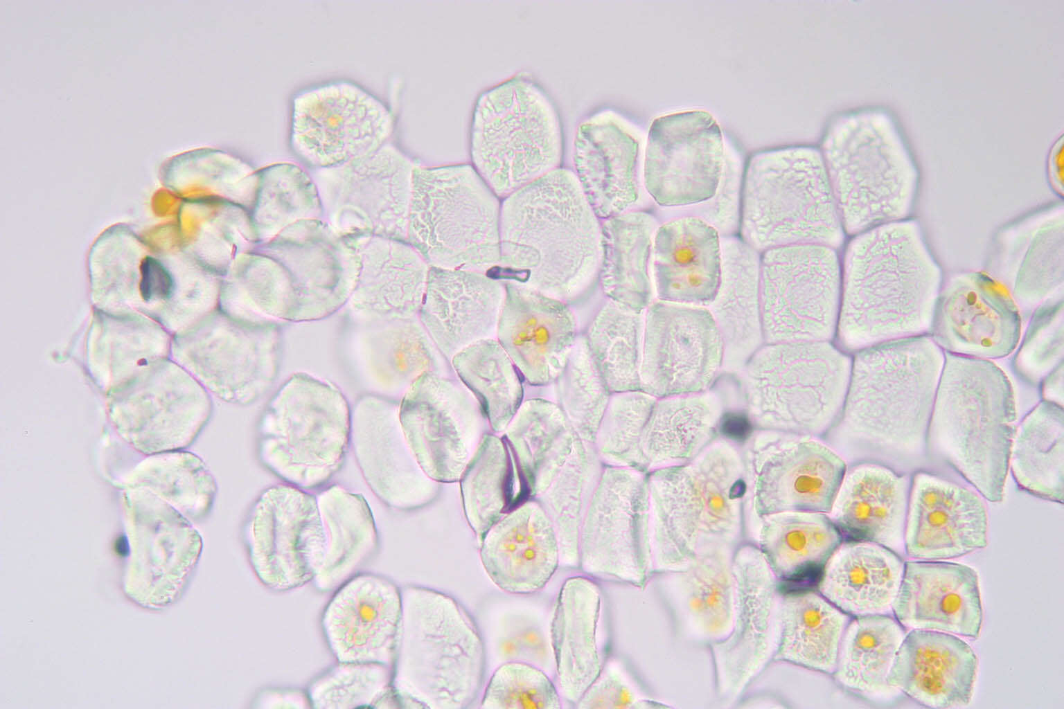 Imagem de Puccinia commutata P. Syd. & Syd. 1902