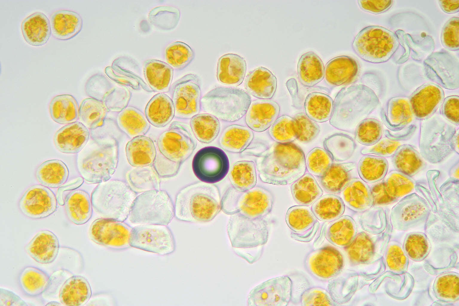 Imagem de Puccinia commutata P. Syd. & Syd. 1902