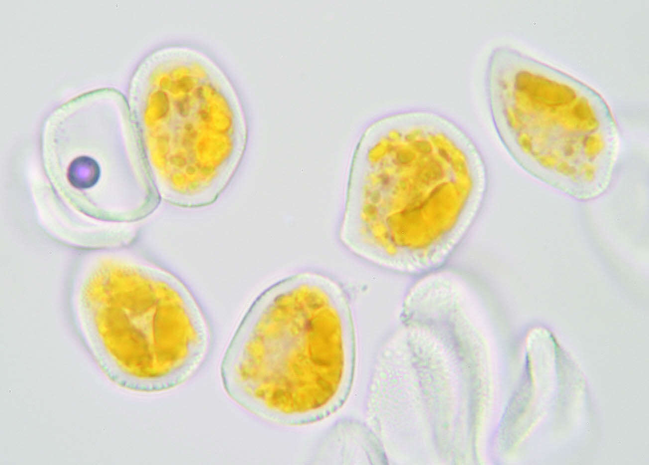 Imagem de Puccinia commutata P. Syd. & Syd. 1902