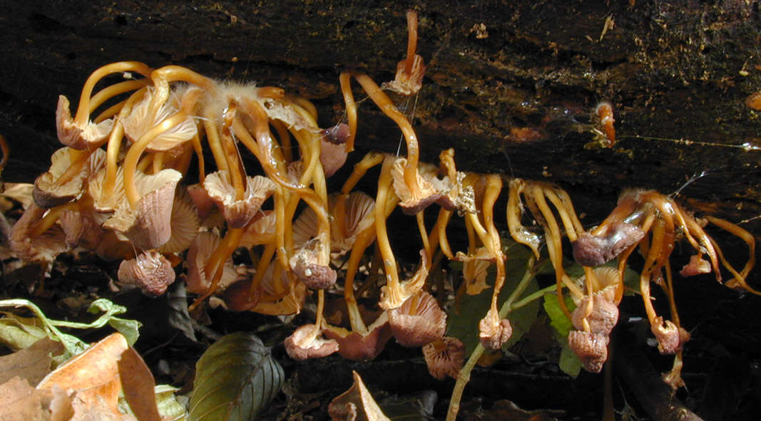 Image of Mycena renati Quél. 1886