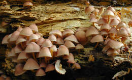 Image of Mycena renati Quél. 1886