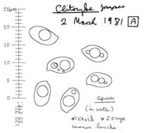 Image of Clitocybe fragrans (With.) P. Kumm. 1871