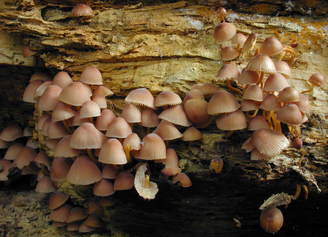 Image of Mycena renati Quél. 1886