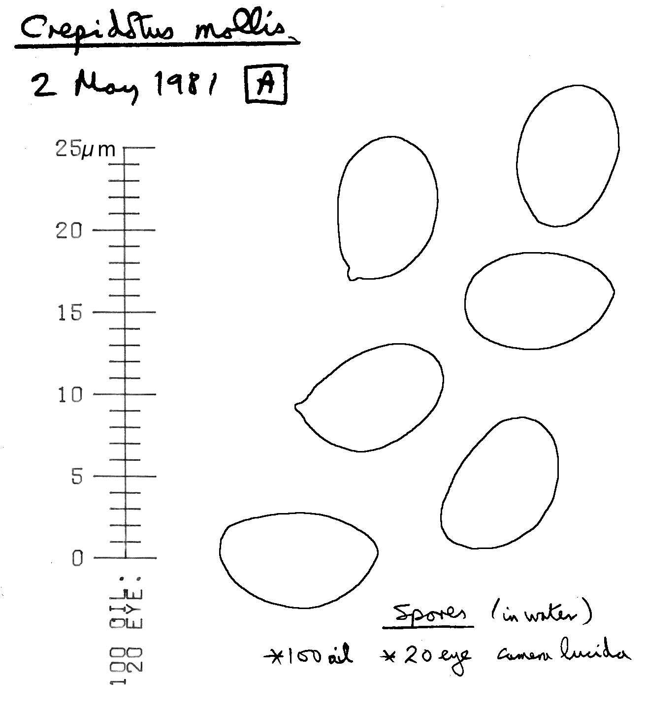 Image of Crepidotus mollis (Schaeff.) Staude 1857