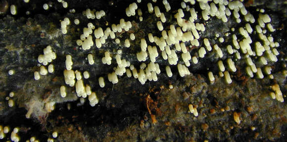 صورة Henningsomyces candidus (Pers.) Kuntze 1898