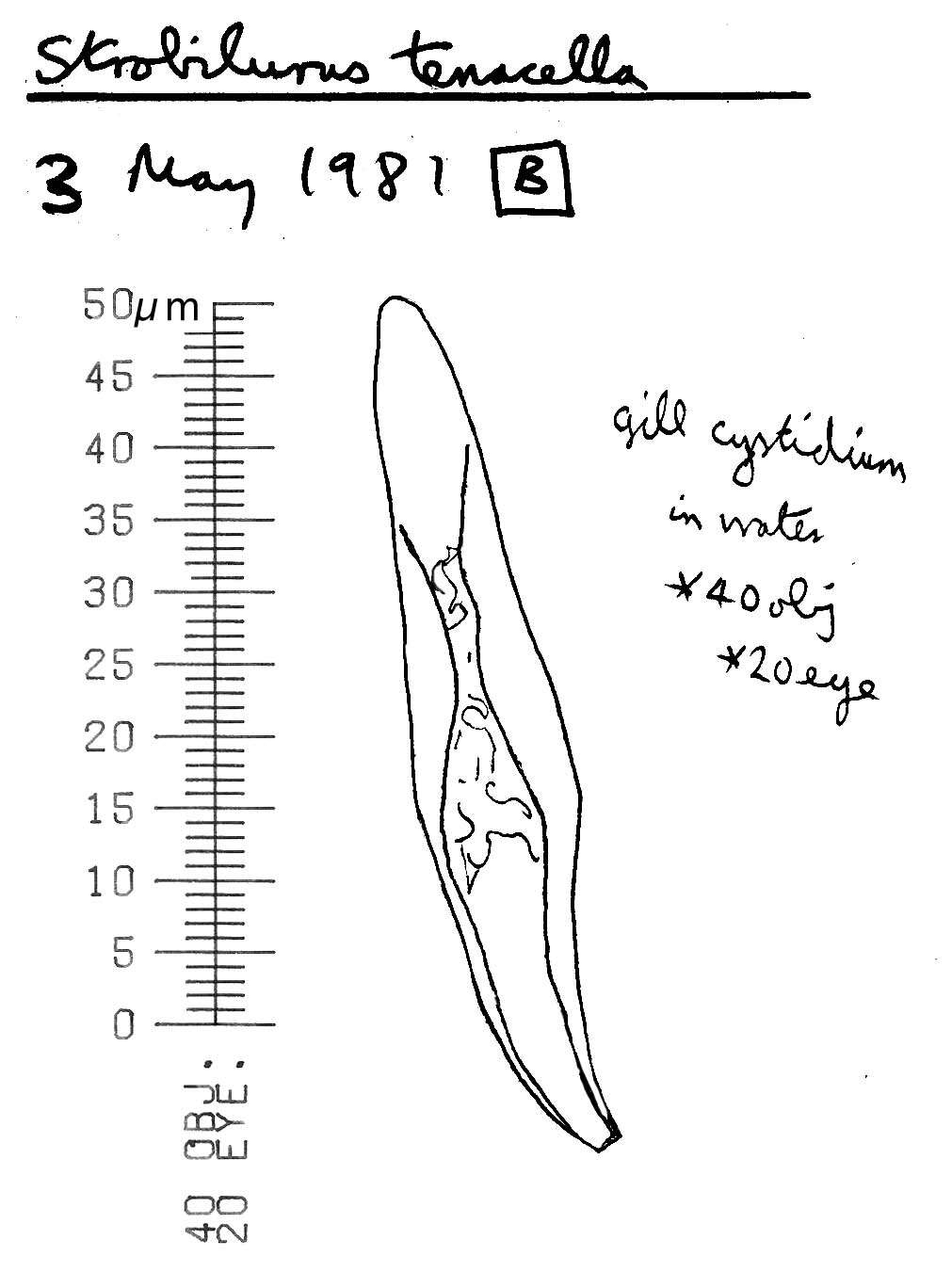 Image of Strobilurus tenacellus (Pers.) Singer 1962