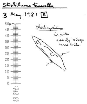 Image of Strobilurus tenacellus (Pers.) Singer 1962