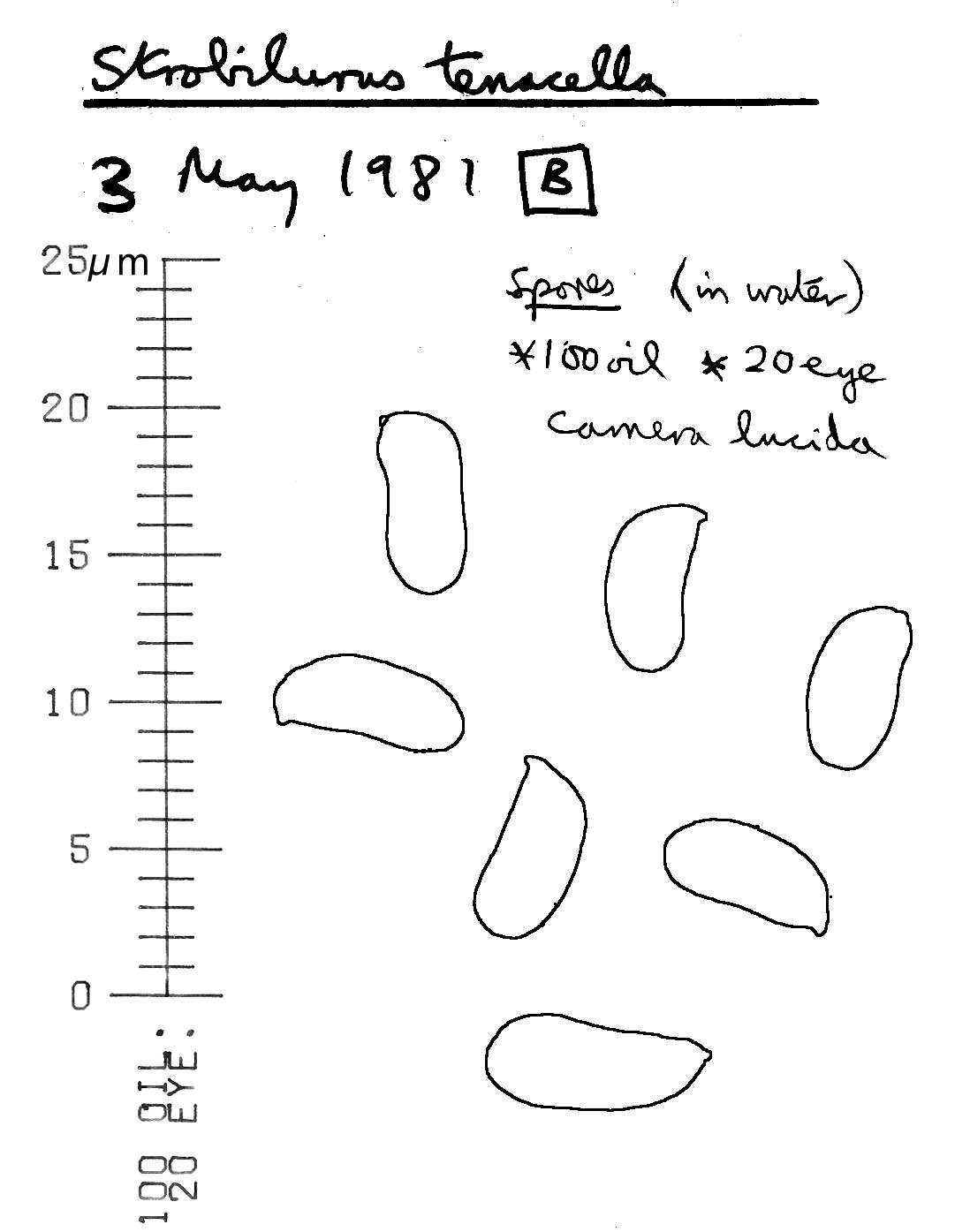 Image of Strobilurus tenacellus (Pers.) Singer 1962