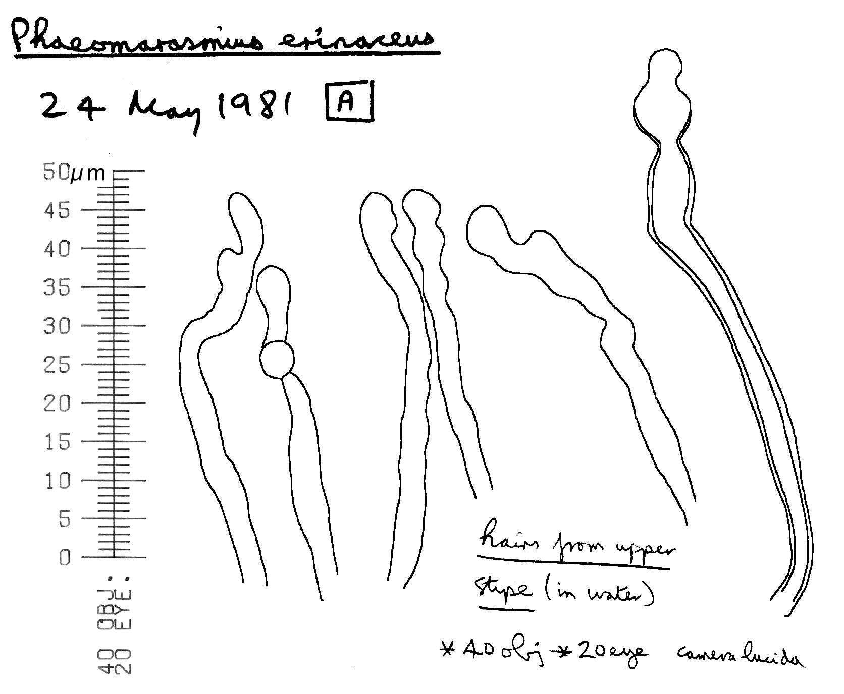 Image of Phaeomarasmius erinaceus (Fr.) Scherff. ex Romagn. 1937