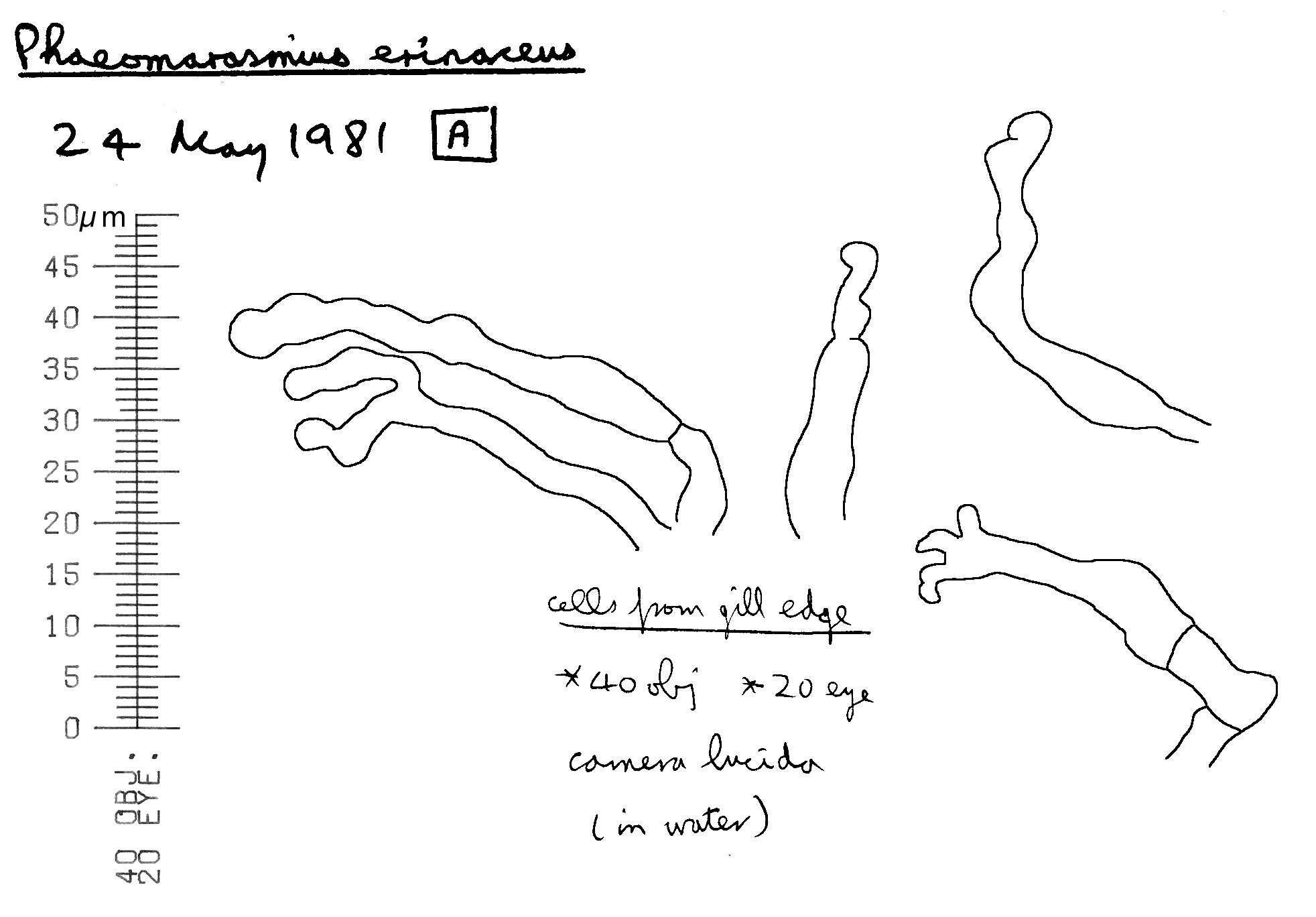 Image of Phaeomarasmius erinaceus (Fr.) Scherff. ex Romagn. 1937