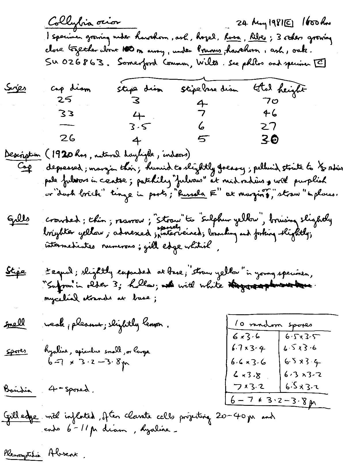 Image of Gymnopus ocior (Pers.) Antonín & Noordel. 1997