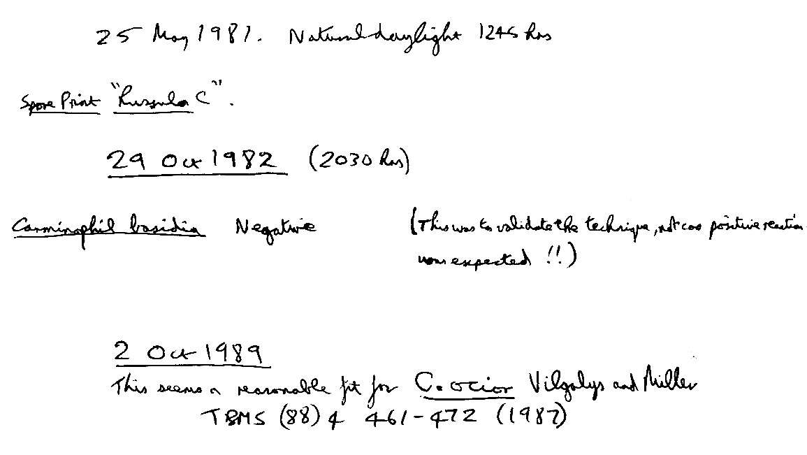 Image of Gymnopus ocior (Pers.) Antonín & Noordel. 1997