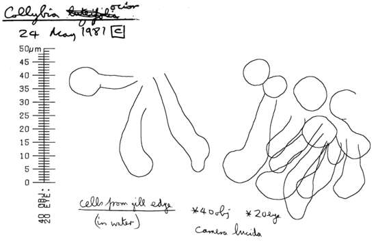 Image of Gymnopus ocior (Pers.) Antonín & Noordel. 1997