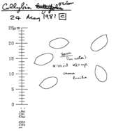 Image of Gymnopus ocior (Pers.) Antonín & Noordel. 1997