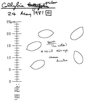 Image of Gymnopus ocior (Pers.) Antonín & Noordel. 1997