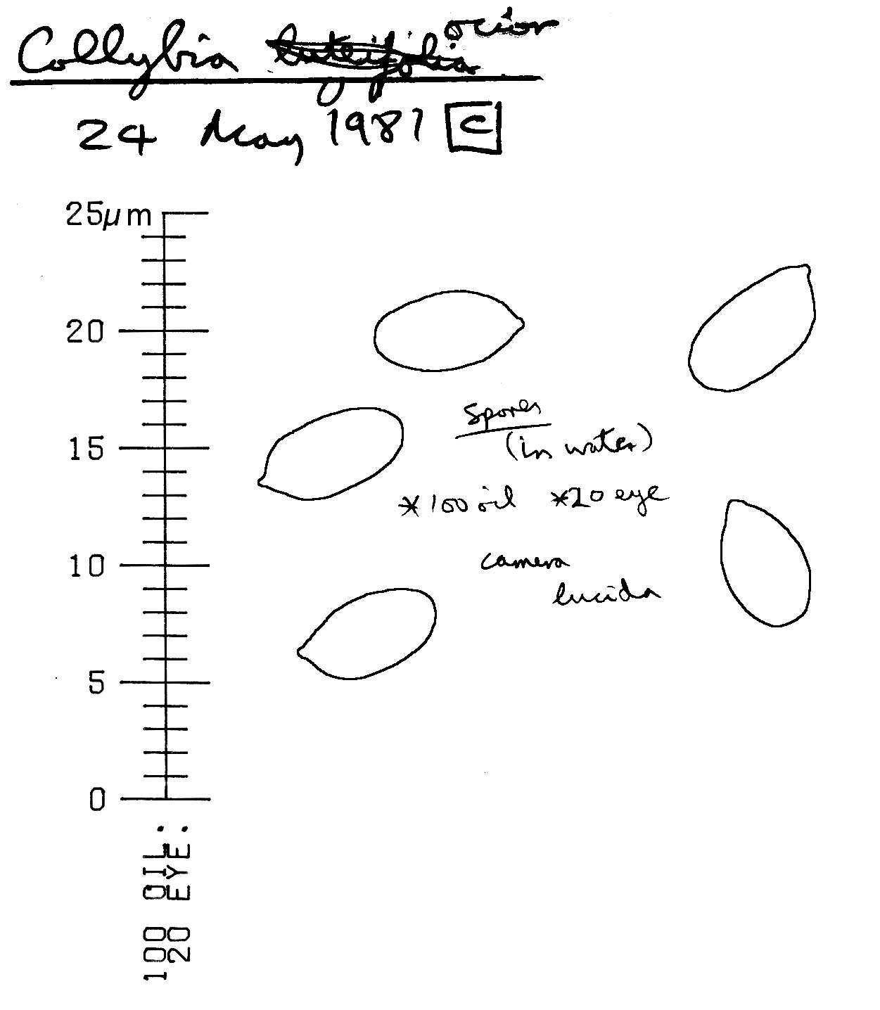 Image of Gymnopus ocior (Pers.) Antonín & Noordel. 1997