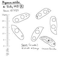 Image of Roridomyces
