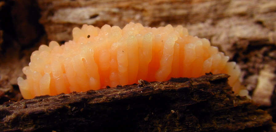 Image of Tubifera ferruginosa