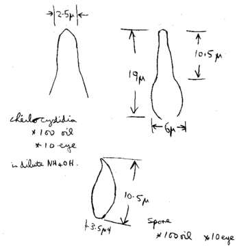 Слика од Hemimycena cucullata (Pers.) Singer 1961