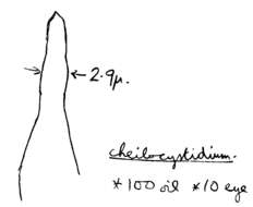 Image of Atheniella flavoalba (Fr.) Redhead, Moncalvo, Vilgalys, Desjardin & B. A. Perry 2012