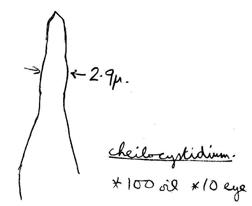 Image of Atheniella flavoalba (Fr.) Redhead, Moncalvo, Vilgalys, Desjardin & B. A. Perry 2012