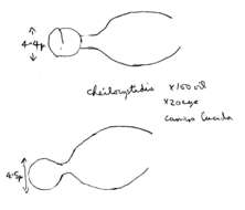 Image of Conocybe pulchella (Velen.) Hauskn. & Svrček 1999