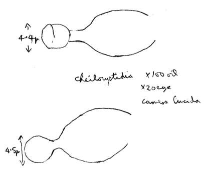 Image of Conocybe pulchella (Velen.) Hauskn. & Svrček 1999