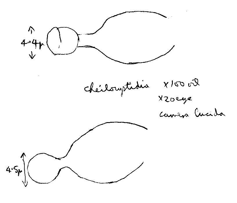 Image of Conocybe pulchella (Velen.) Hauskn. & Svrček 1999