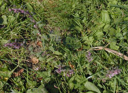 Image of red bartsia