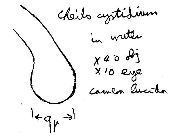 صورة Amanita echinocephala (Vittad.) Quél. 1872