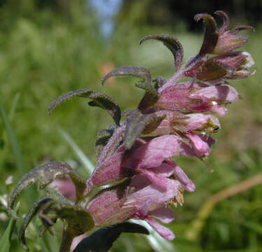 Image of red bartsia