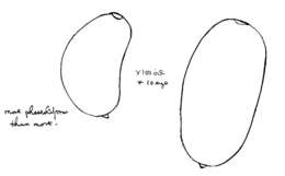 Image of Coprinellus flocculosus (DC.) Vilgalys, Hopple & Jacq. Johnson 2001