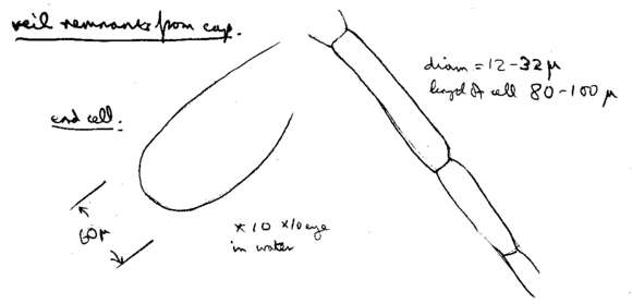 Image of Coprinellus flocculosus (DC.) Vilgalys, Hopple & Jacq. Johnson 2001