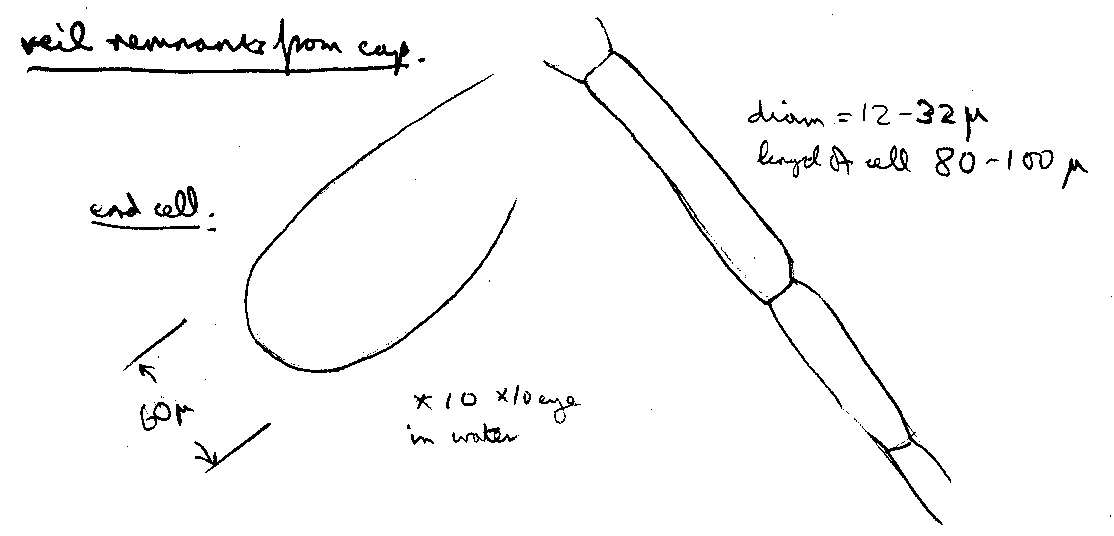 Image of Coprinellus flocculosus (DC.) Vilgalys, Hopple & Jacq. Johnson 2001